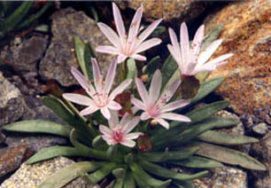 Lewisia longipetala